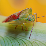 Insects